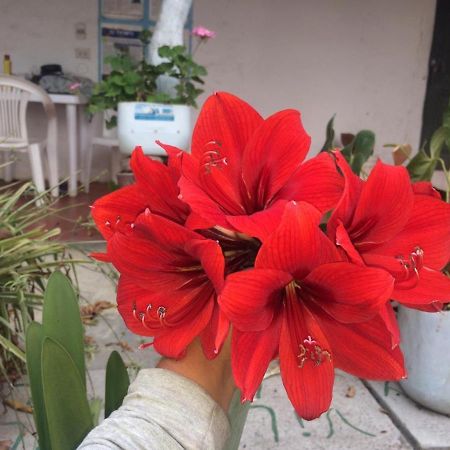 Hotel Ecoturistico Villa Lucy Курити Экстерьер фото